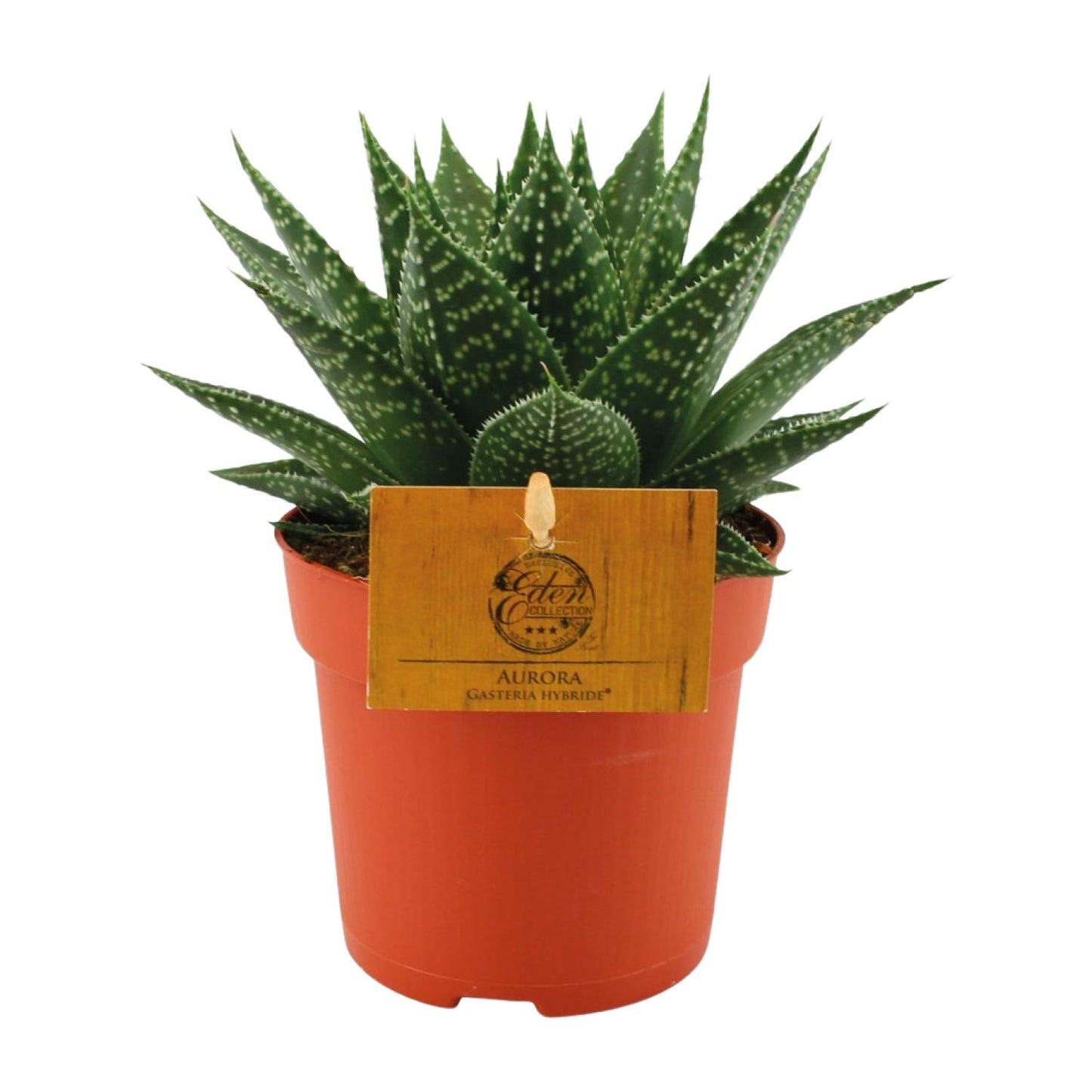 Gasteria Hybride Aurora - Ø11cm - Pflanzfix24.de - Pflanzfix24.de