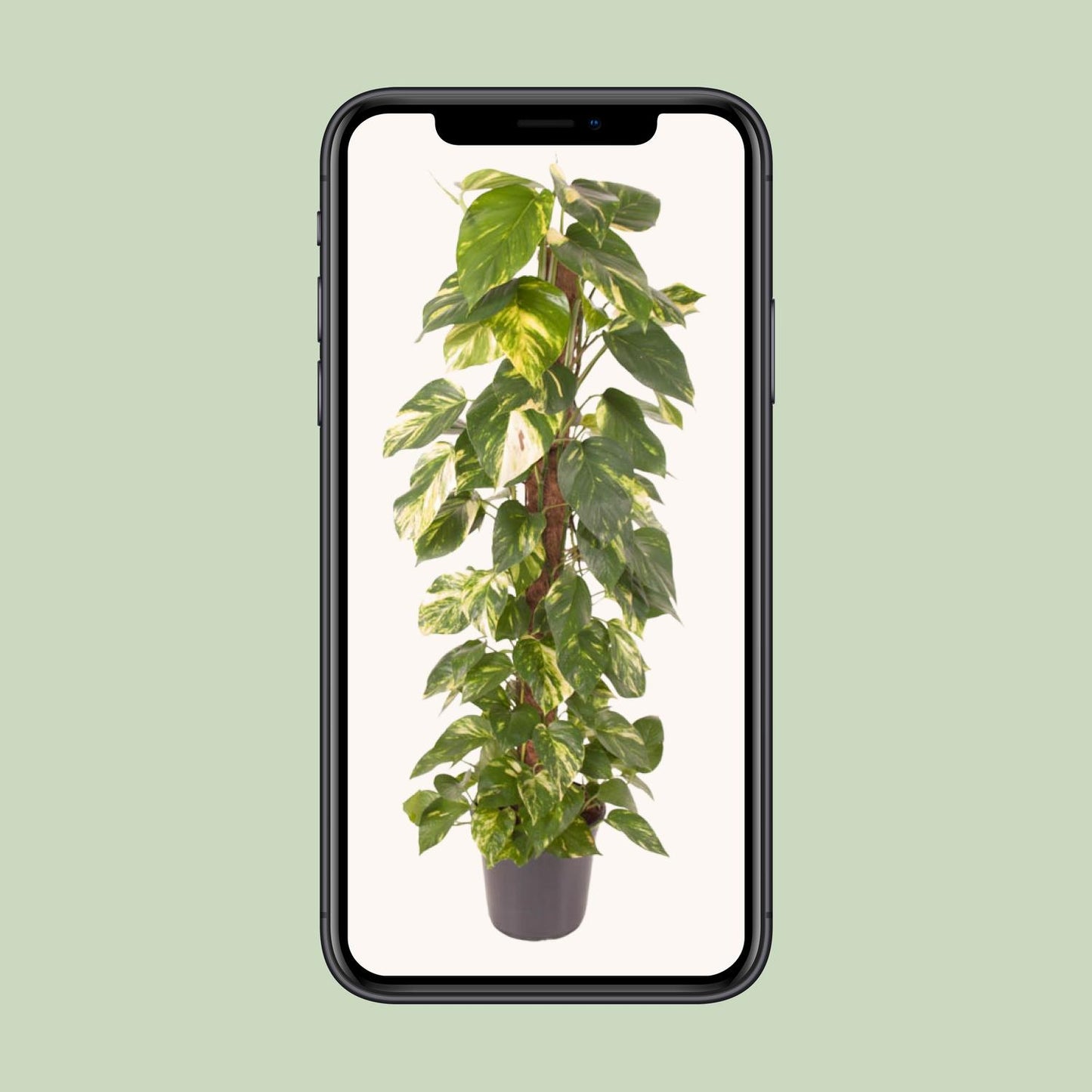 Epipremnum Pinnatum - Goldener Efeu - Ø24cm - Pflanzfix24