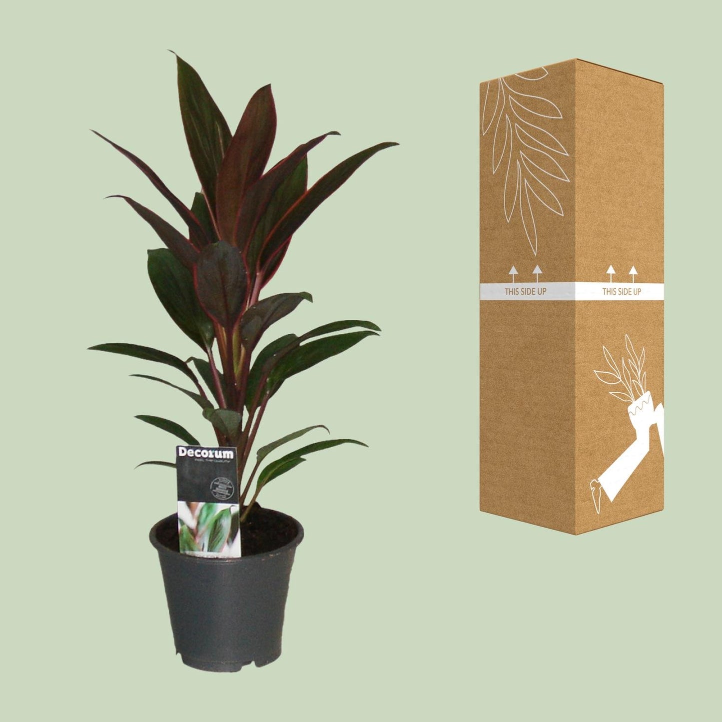 Cordyline Rumba - Ø12cm - ↕40cm - Pflanzfix24