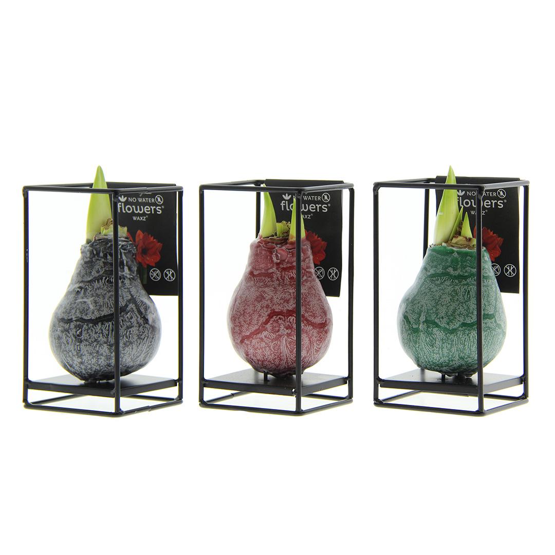 No Water Flowers® (wax amaryllis) | Formz Industrial Mix (3 pack) + Red flower - Pflanzfix24