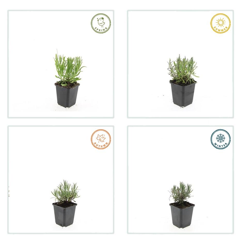 12x Lavandula 'Munstead' Ø9cm | Pflegeleichter Lavendel – Pflanzfix24.de - Pflanzfix24.de