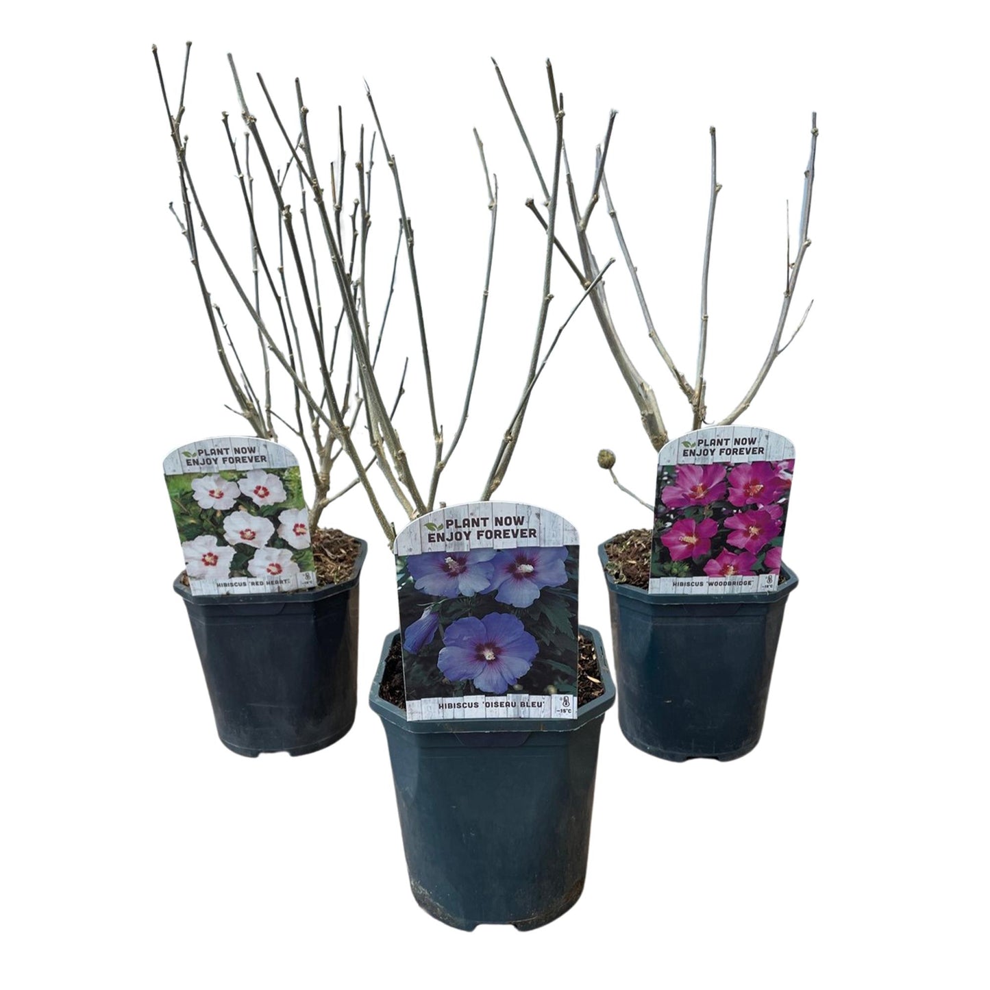 GreenboutiQ - Sträucher - Hibiscus syriacus Tricolour - Blüte Rosa, Weiß und Blau - 3 Pflanzen - Laubabwerfend - Wenig Pflegeaufwand - Topf 17cm Höhe 45cm - Pflanzfix24.de