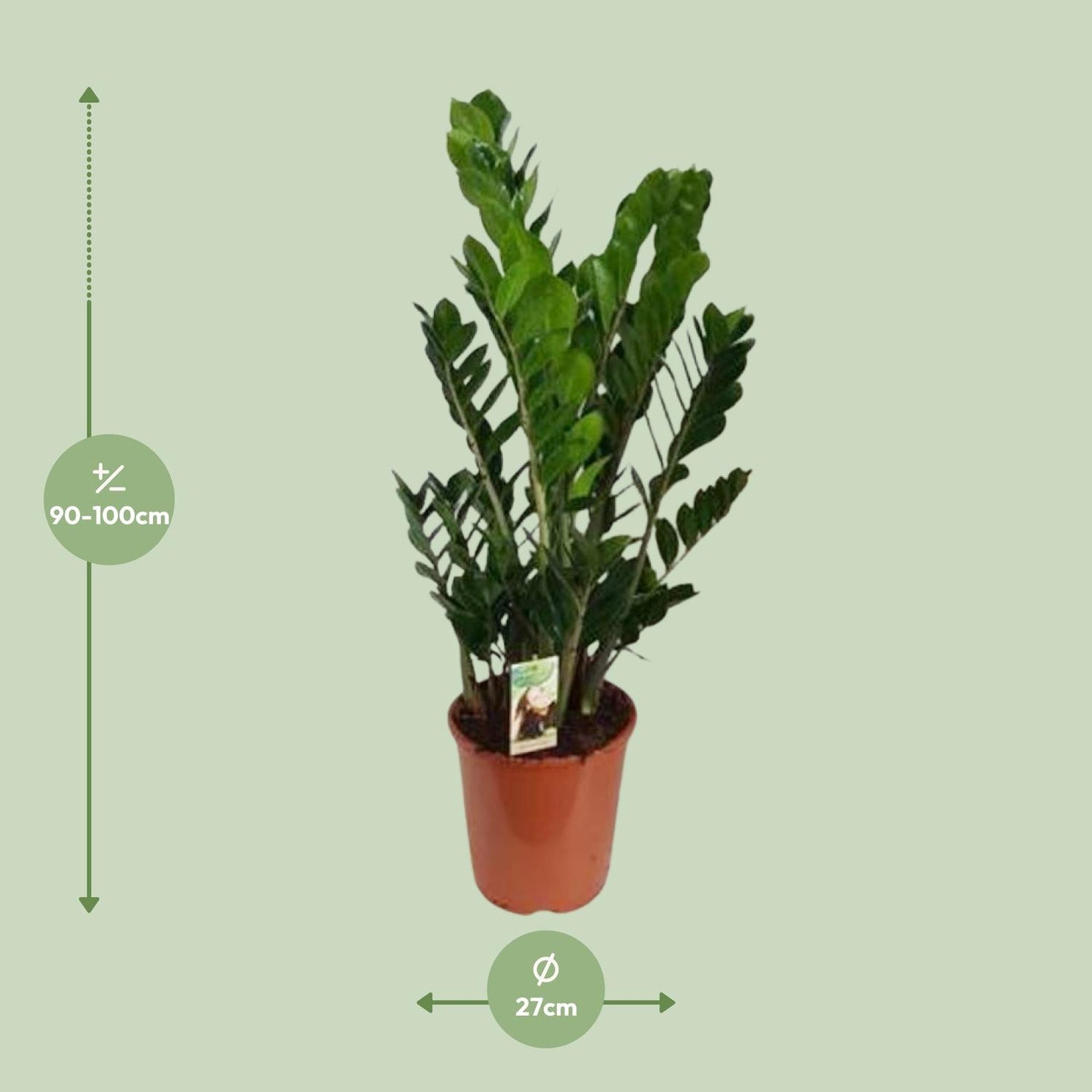 Zamioculcas Zamiifolia - Ø27cm - ↕100cm - Pflanzfix24