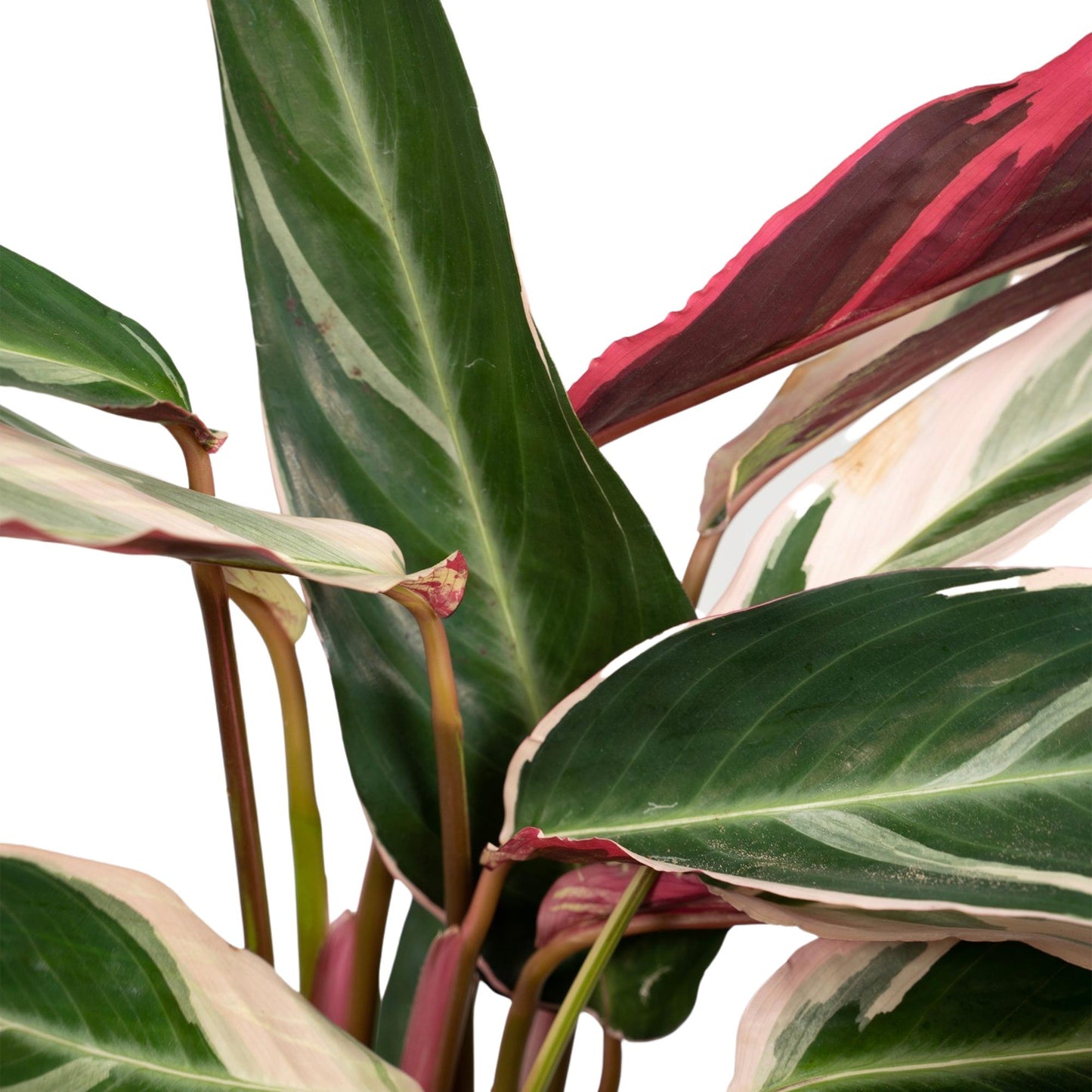 Calathea Triostar - Pfauenpflanzet - Ø19cm - ↕70cm