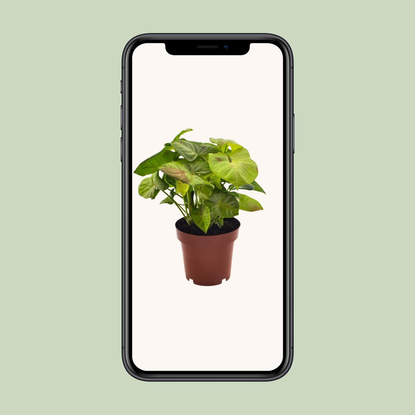 Syngonium Milk Confetti - Ø12cm - ↕20cm - Pflanzfix24