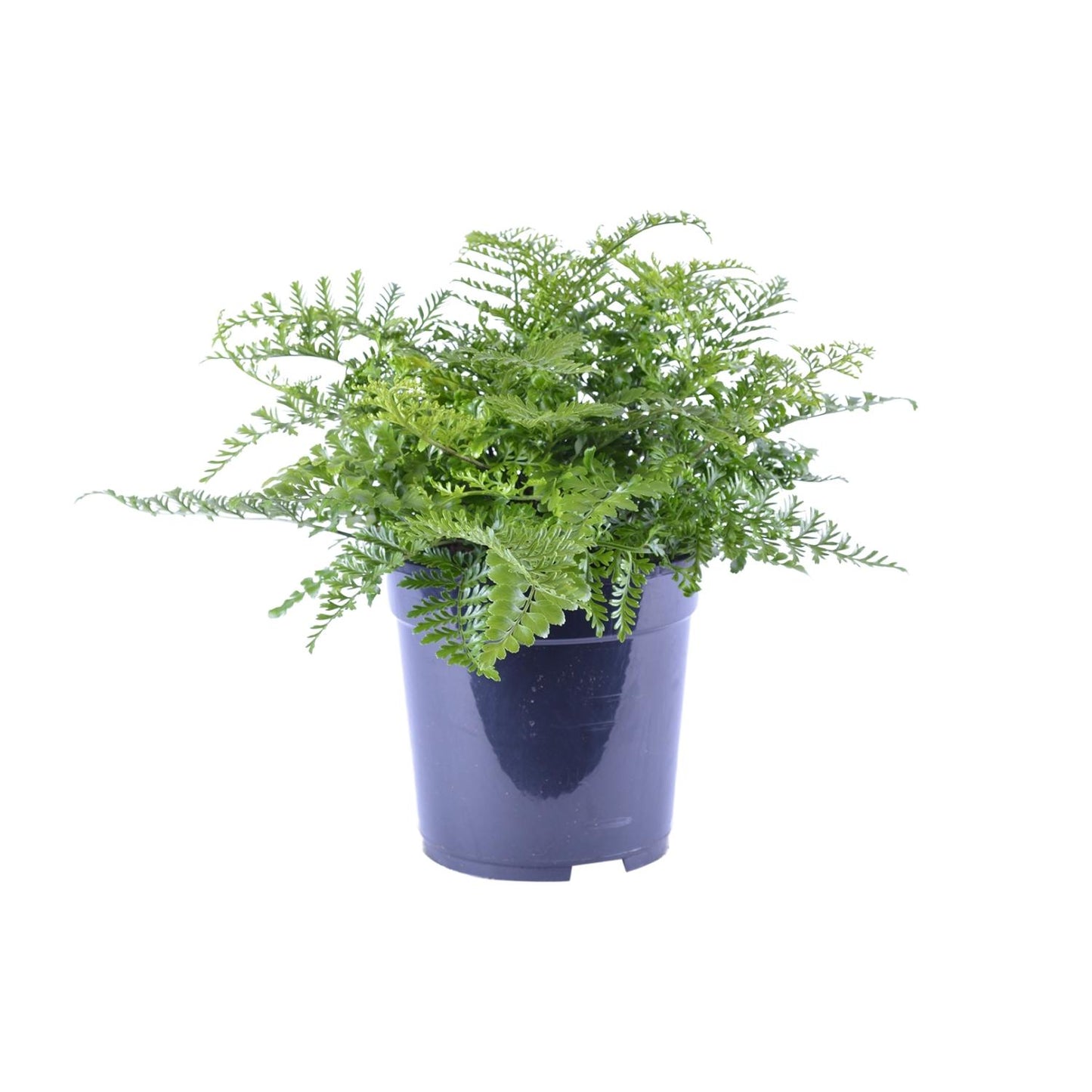 Asplenium Parvati - Ø21cm - ↕40cm bei Pflanzfix24.de - Pflanzfix24.de