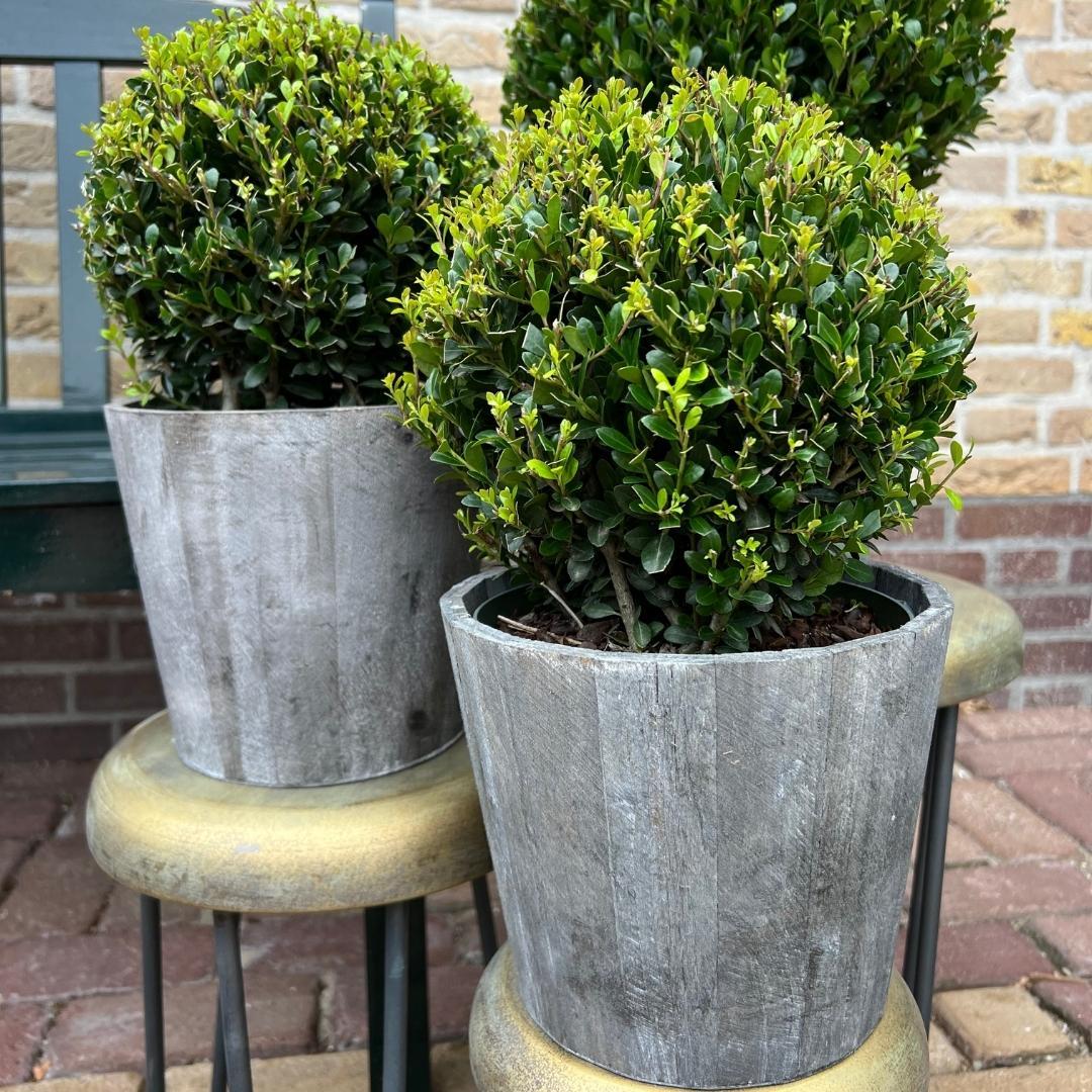 2x Ilex crenata 'Jenny' bol in houten pot | set van 2 stuks | 20 cm Ø diameter - Pflanzfix24
