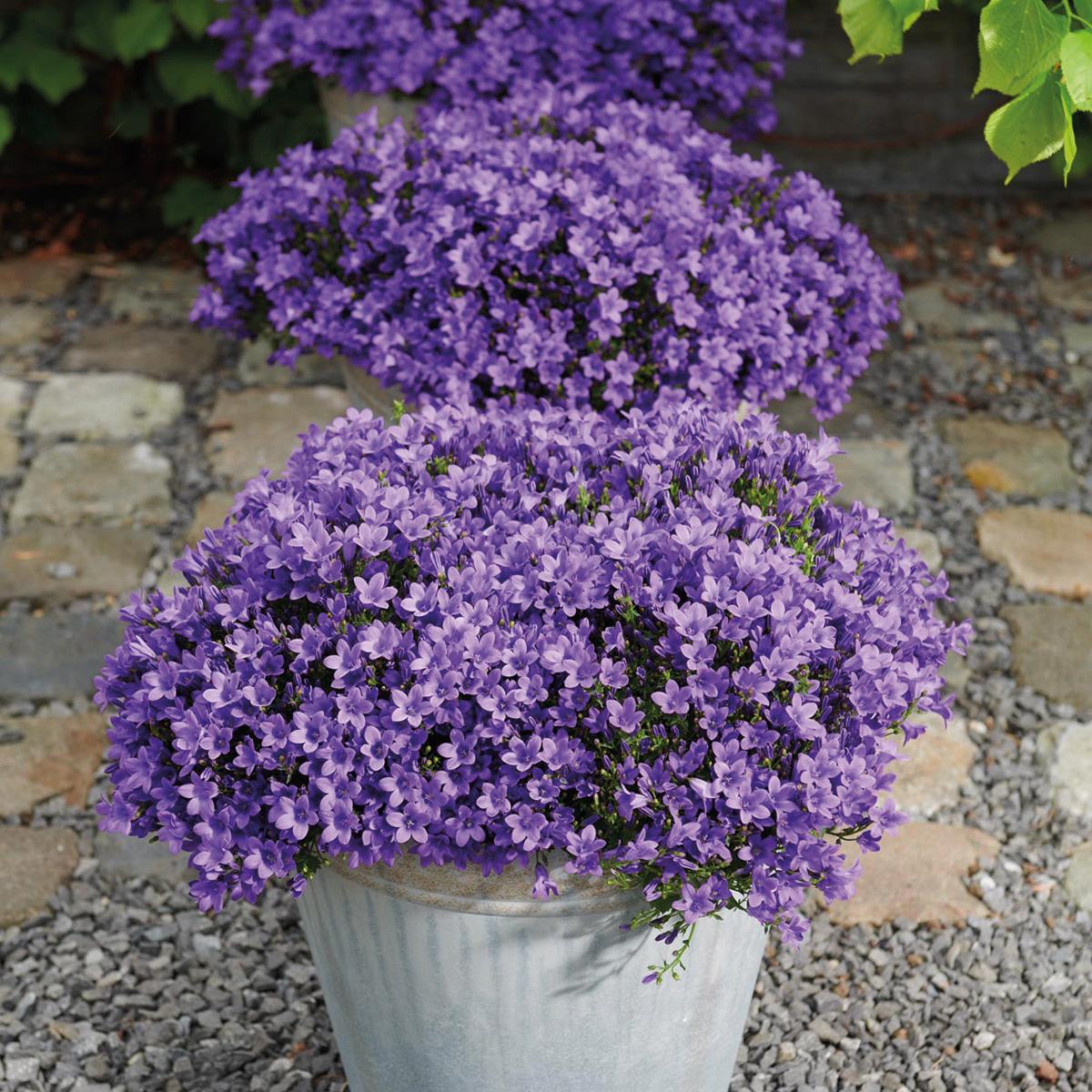 Campanula Addenda - Glockenblume lila Topf 12cm - mehrjährig - winterhart - Purple - Pflanzfix24.de - Pflanzfix24.de