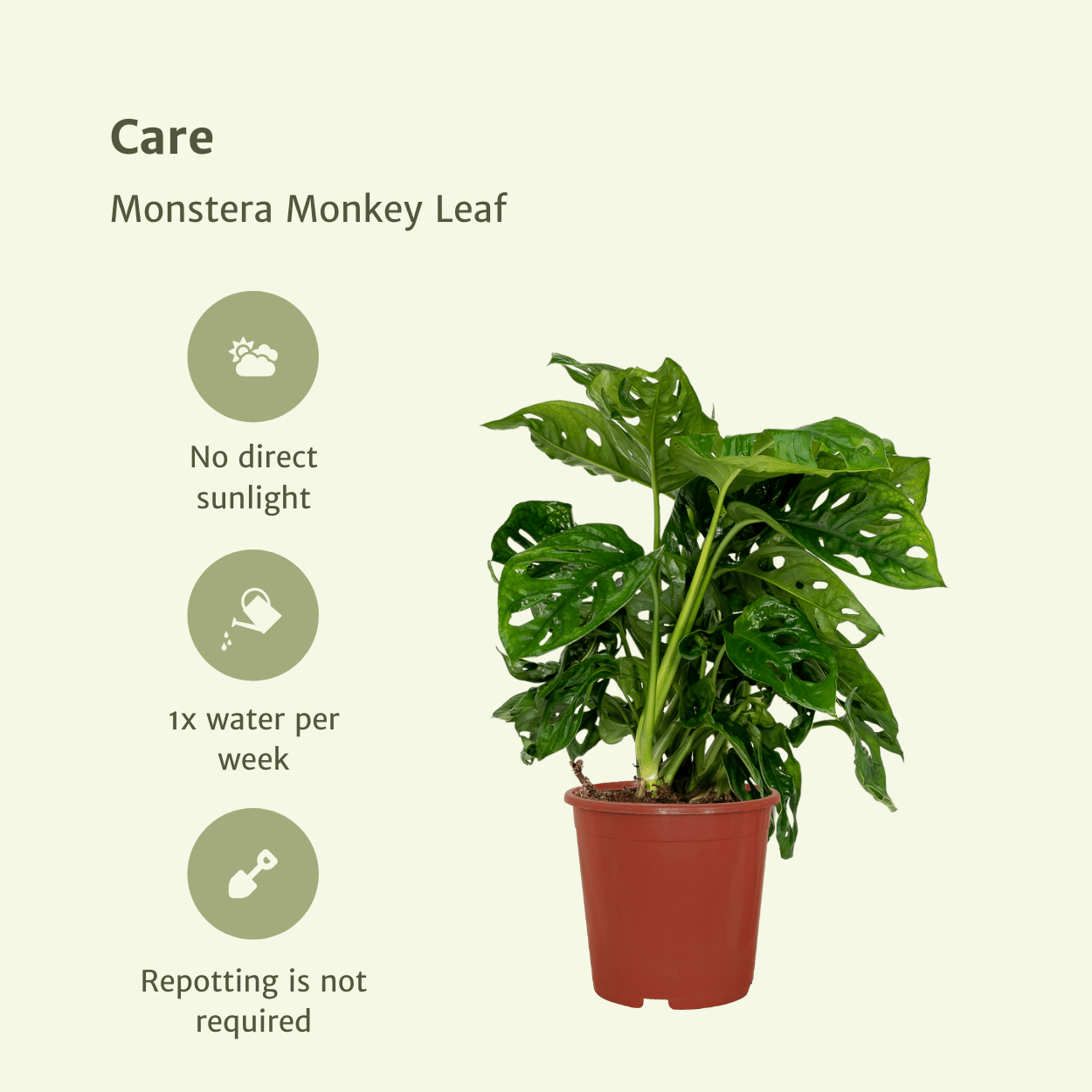 2x Monstera Monkey Leaf - Lochpflanze - 30cm - ø12 - Pflanzfix24.de - Pflanzfix24.de