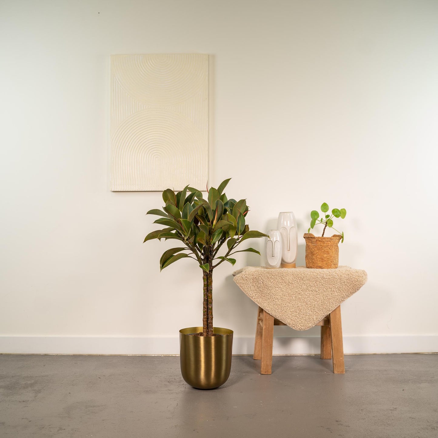 Ficus Elastica Melany Stamm + Topf Mayk Gold - ↨90cm - Ø21cm - Pflanzfix24