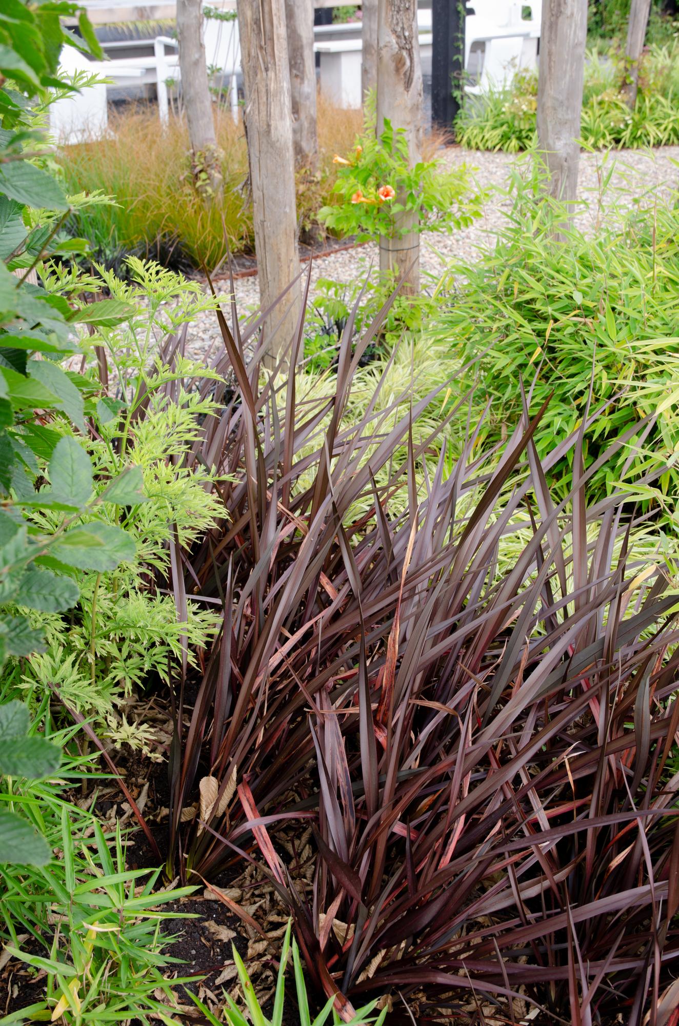 Phormium 'Rubra Nana' - Pflanzfix24