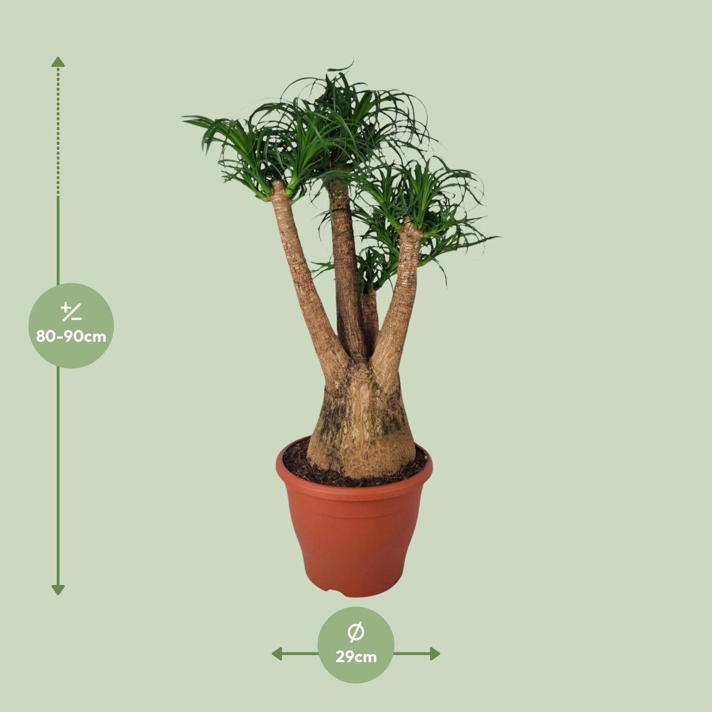 Beaucarnea Nolina - Ø29cm - ↕90cm bei Pflanzfix24