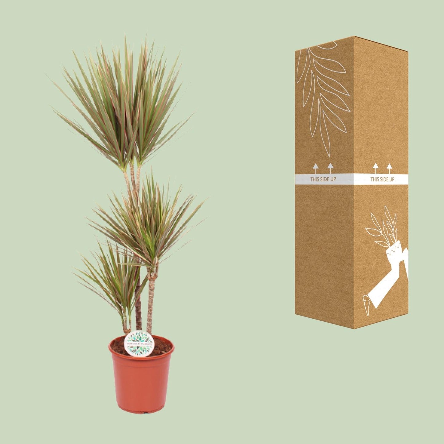 Dracaena Bicolor - Ø24cm - ↕115cm bei Pflanzfix24
