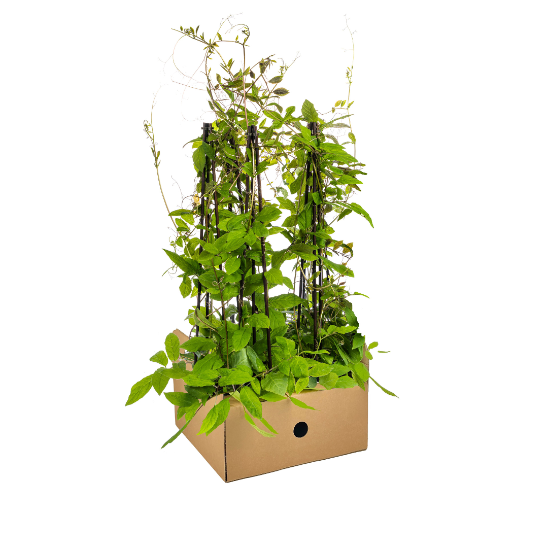 4x Cobea scandens Violet Blue Ø13 cm - ↕60 cm von Pflanzfix24