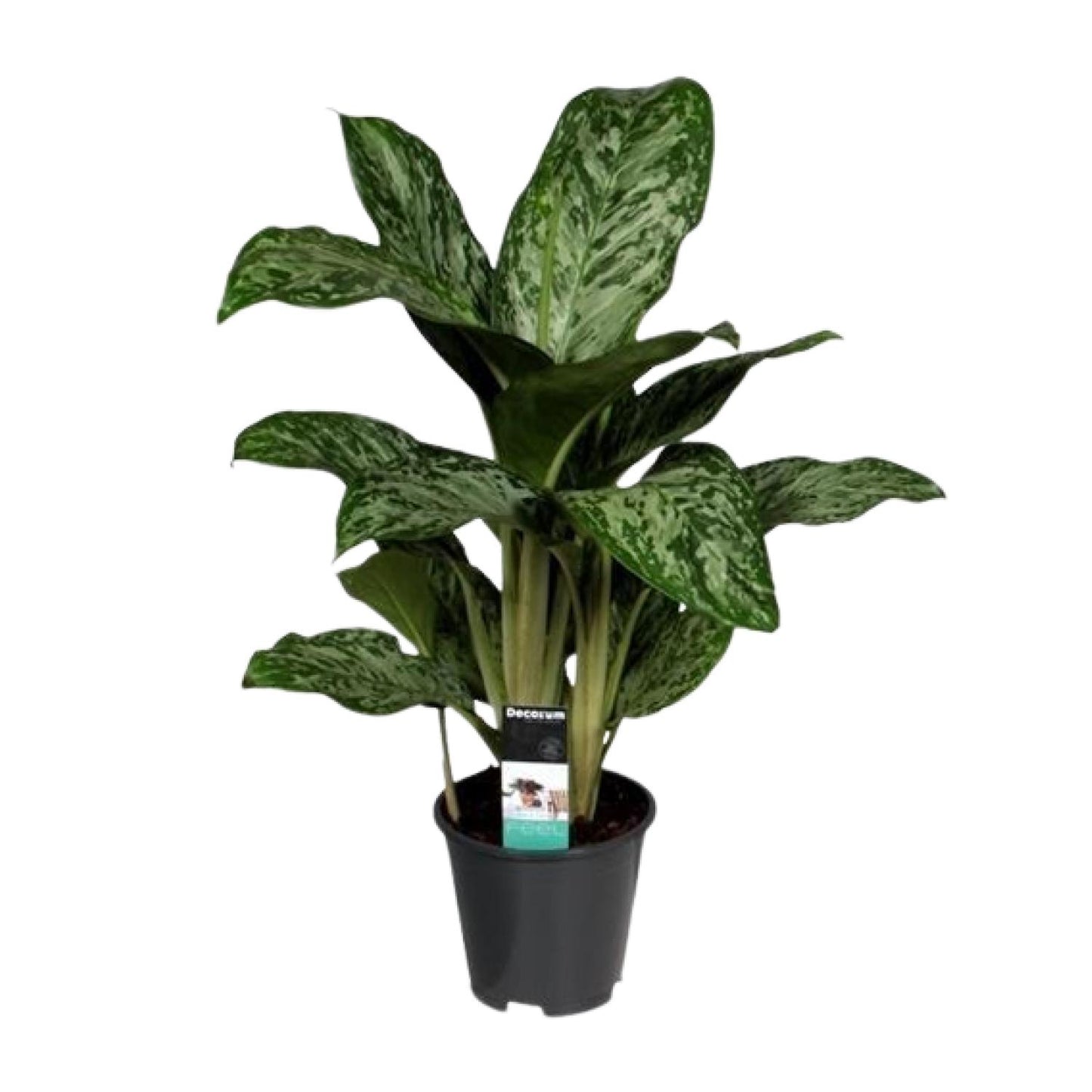 Aglaonema Greenlight (Decorum) - pflanzfix24
