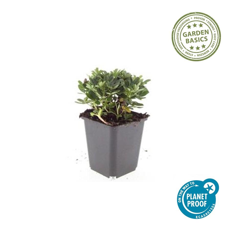 20x Potentilla tridentata 'Nuuk' – winterharter Bodendecker | Pflanzfix24