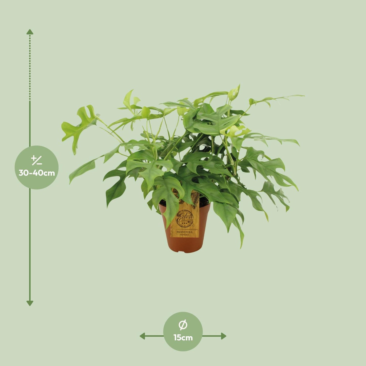 Monstera Minima Ø15cm – pflegeleichte Zimmerpflanze | Pflanzfix24.de - Pflanzfix24.de
