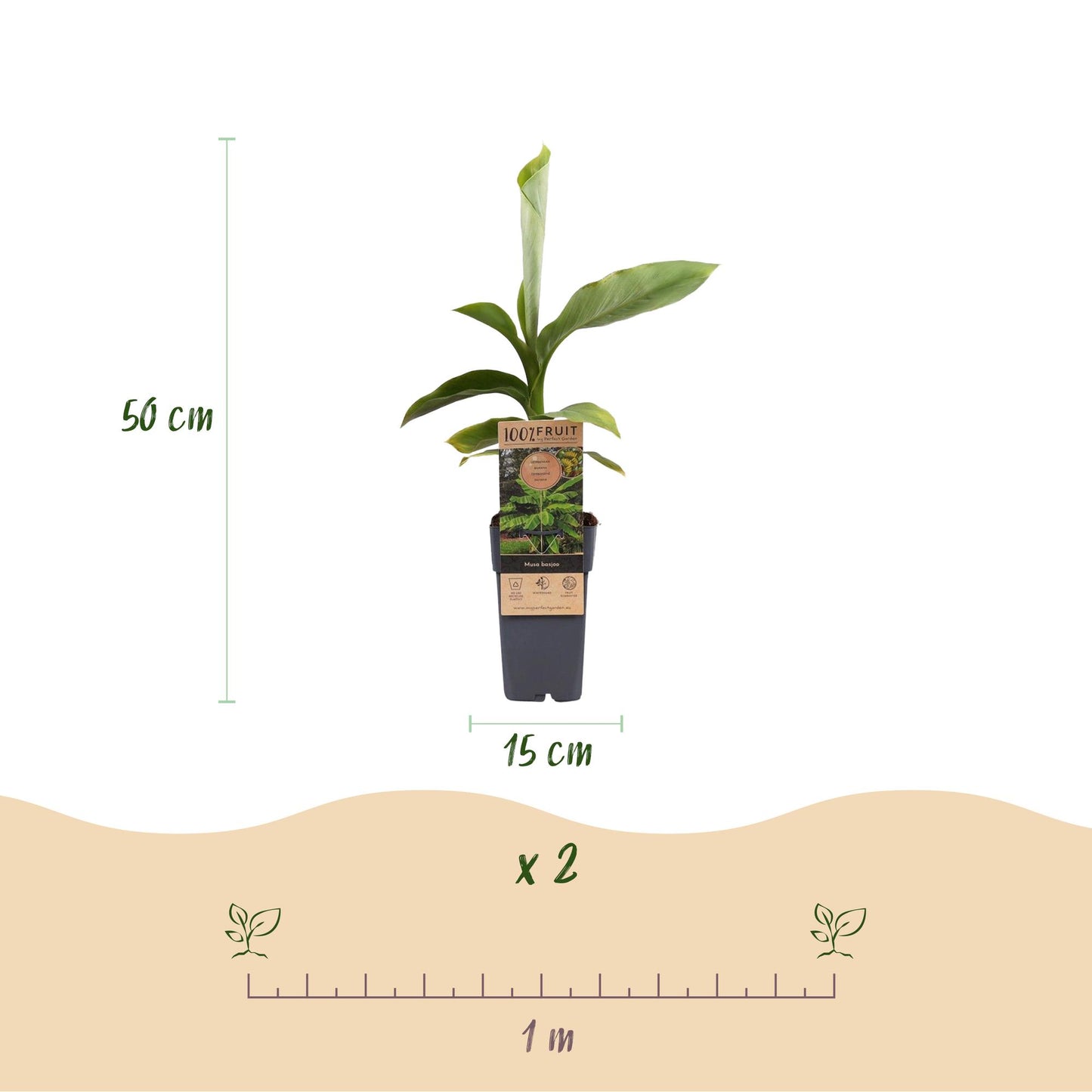 Japanische Faserbanane - Musa Basjoo - 2 Pflanzen - Topf 15cm - Pflanzfix24