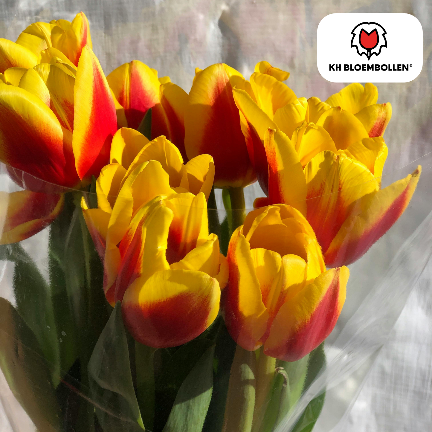 Tulpenbollen Jan Seignette – 20 Stuks | KH Bloembollen® | Rood-Geel Gestreepte Tulp - Pflanzfix24