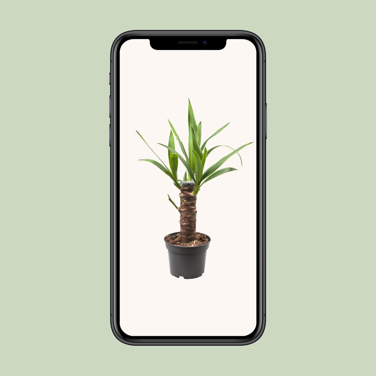 Yucca Elephantipes - Ø12cm - ↕30cm - Pflanzfix24