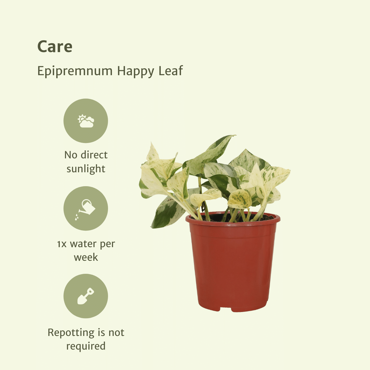 4x Epipremnum Happy Leaf - Scindapsus - 15cm - ø12 bei Pflanzfix24.de - Pflanzfix24.de