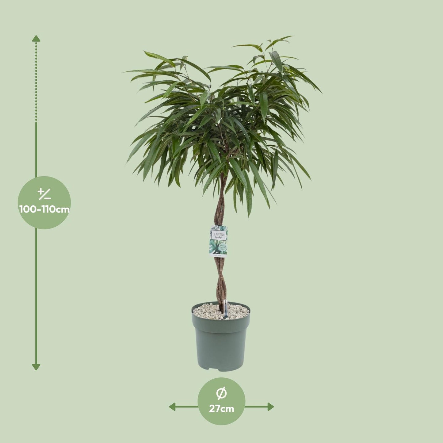 Ficus Mahori - Ø27cm - ↕120cm - Pflanzfix24