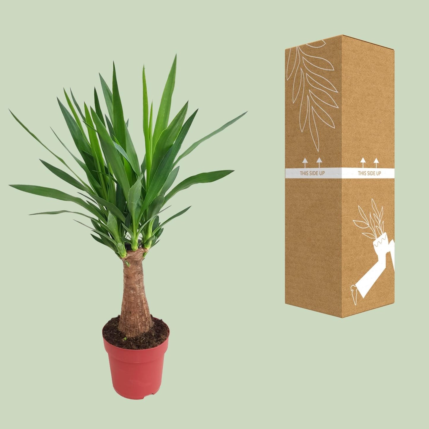 Yucca Maya Tree Ø19cm – 80cm hoch | Pflanzfix24.de - Pflanzfix24.de