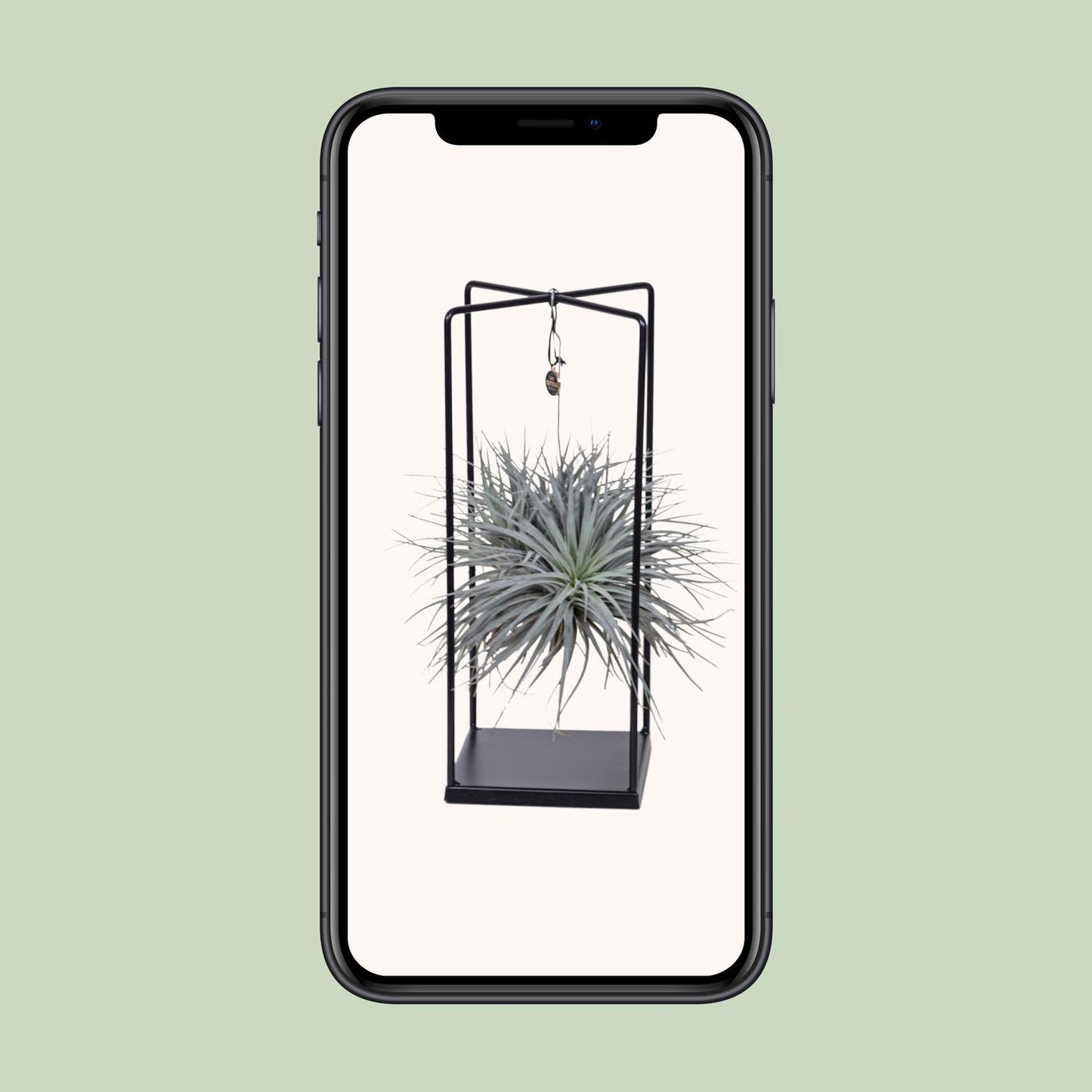 Tillandsia Mix Ø20cm – Luftpflanze 1 Stück | Pflanzfix24.de - Pflanzfix24.de