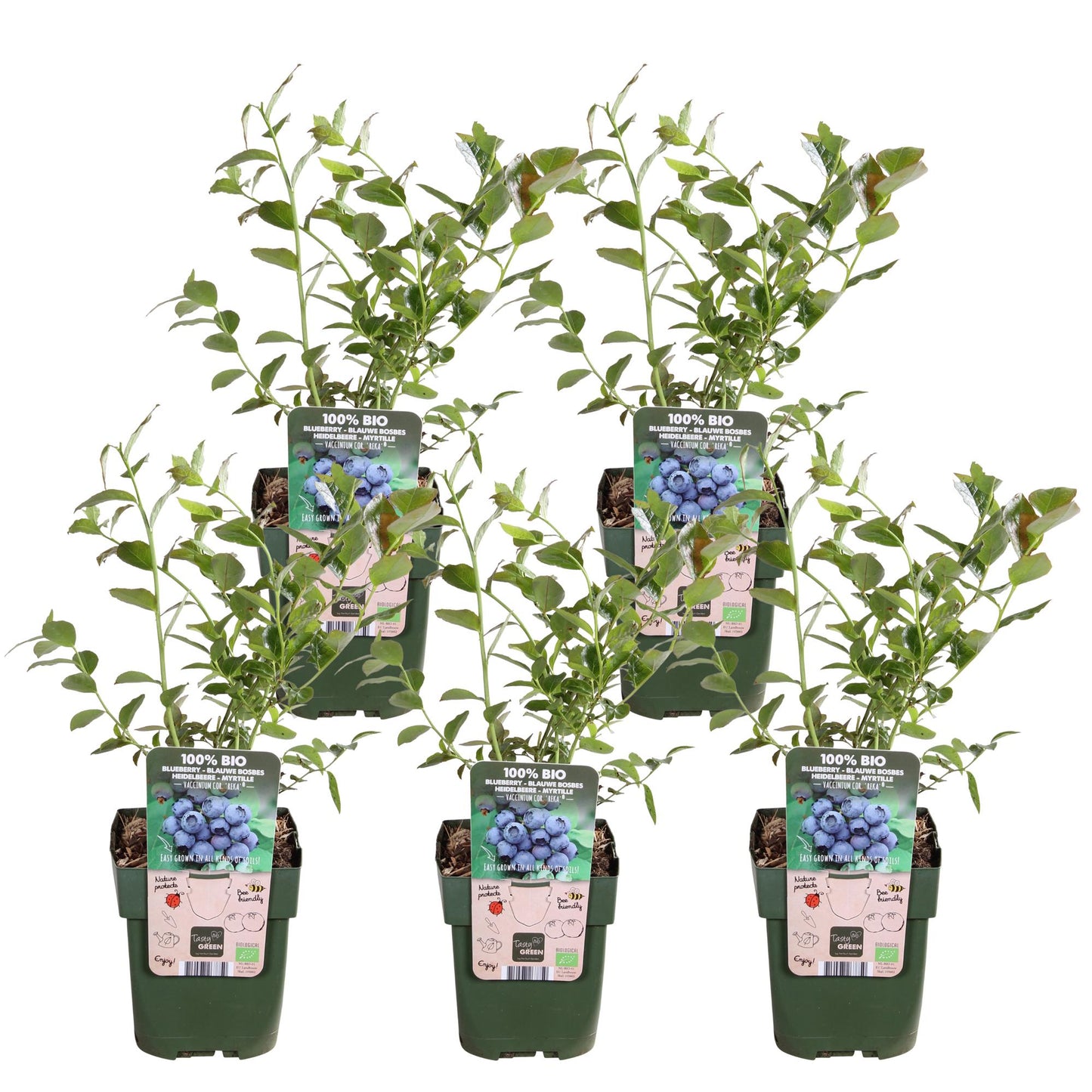 5x - Vaccinium corymbosum 'Reka' - ↨45cm - Ø13 - Pflanzfix24