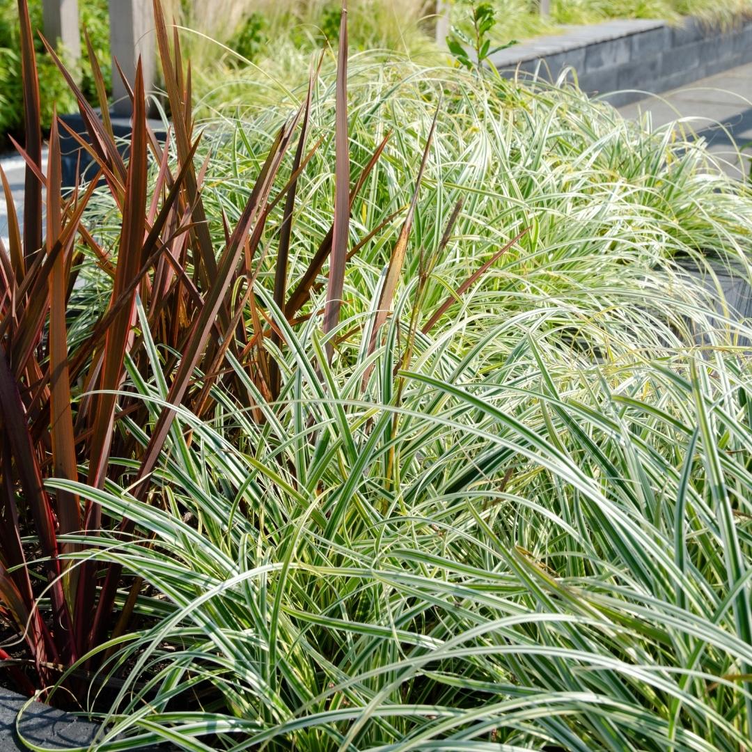 3 x Carex hachijoensis 'Evergold' XL - Ø 14 cm - ↨ 25 cm - Pflanzfix24