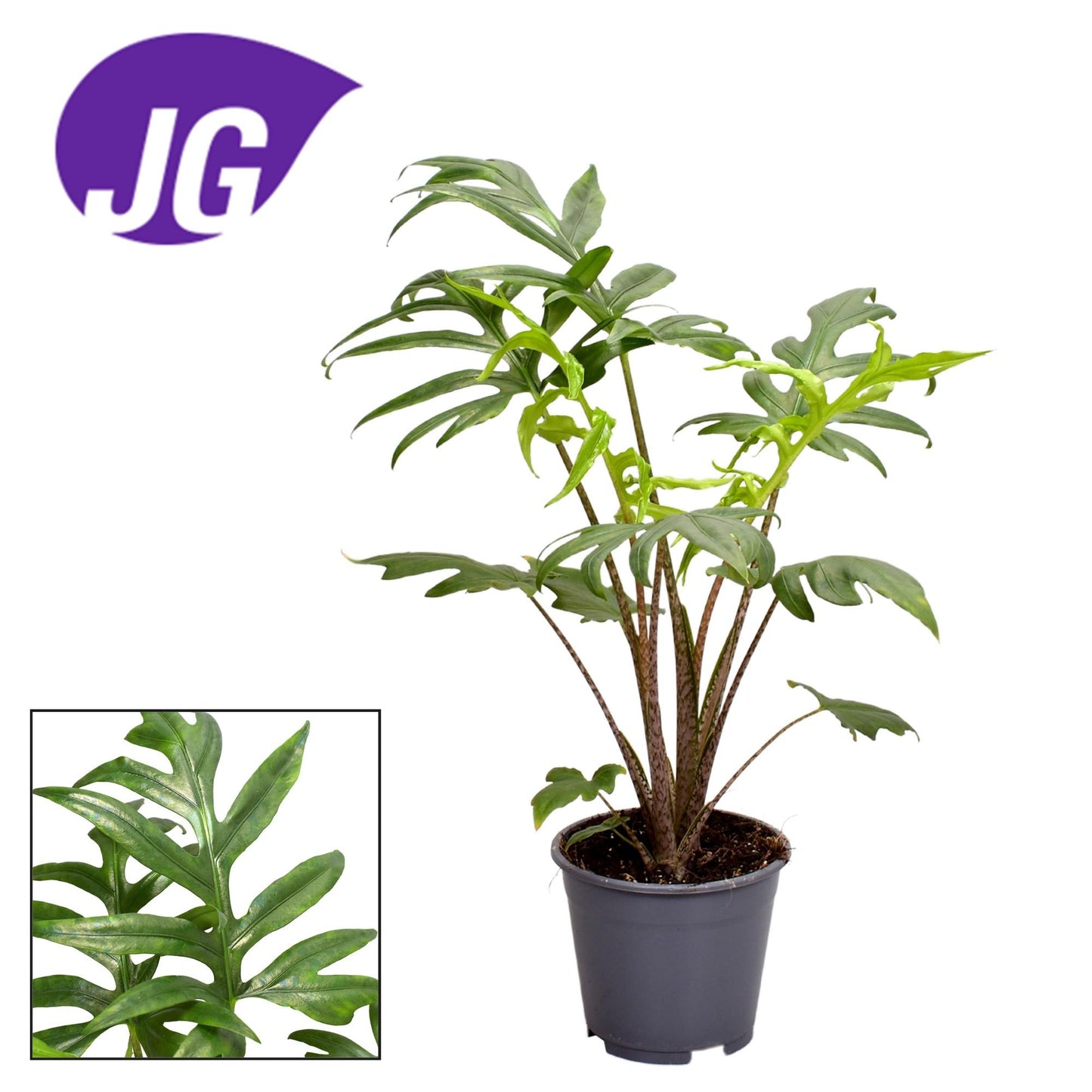 Alocasia Branciifolia Pink Passion - Pflanzfix24