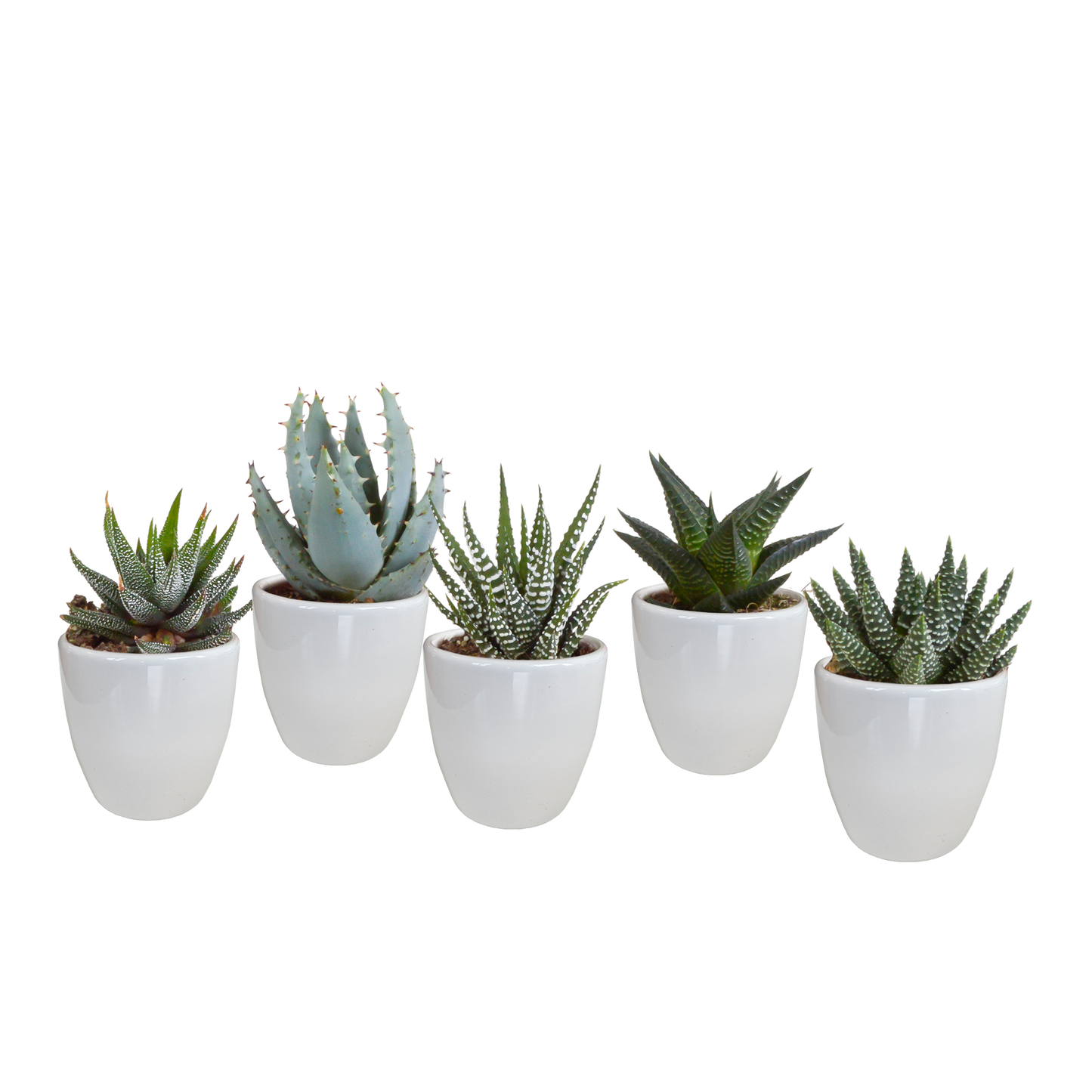 Gasteria/Haworthia-Mischung 5,5cm - 5x - Pflanzfix24.de - Pflanzfix24.de