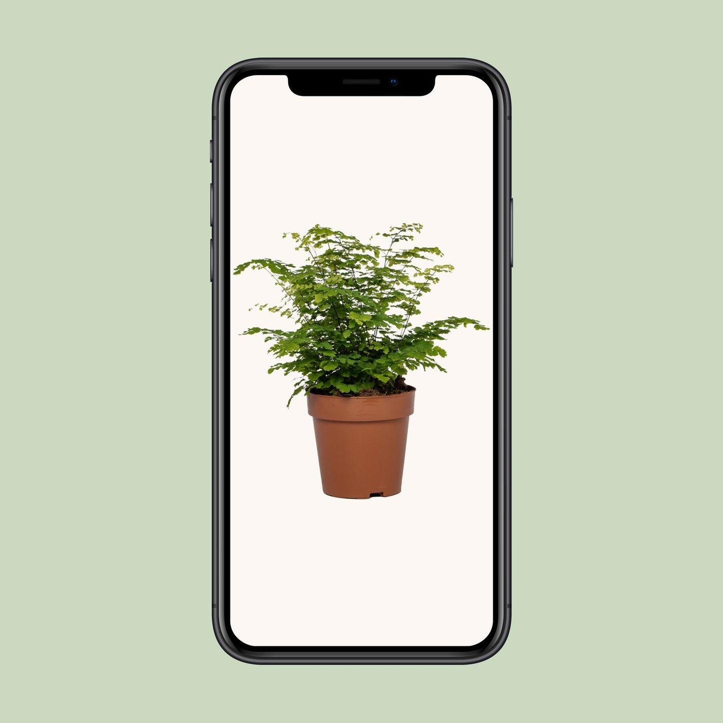 Adiantum Fritz Luthi - Ø12cm - ↕35cm bei Pflanzfix24