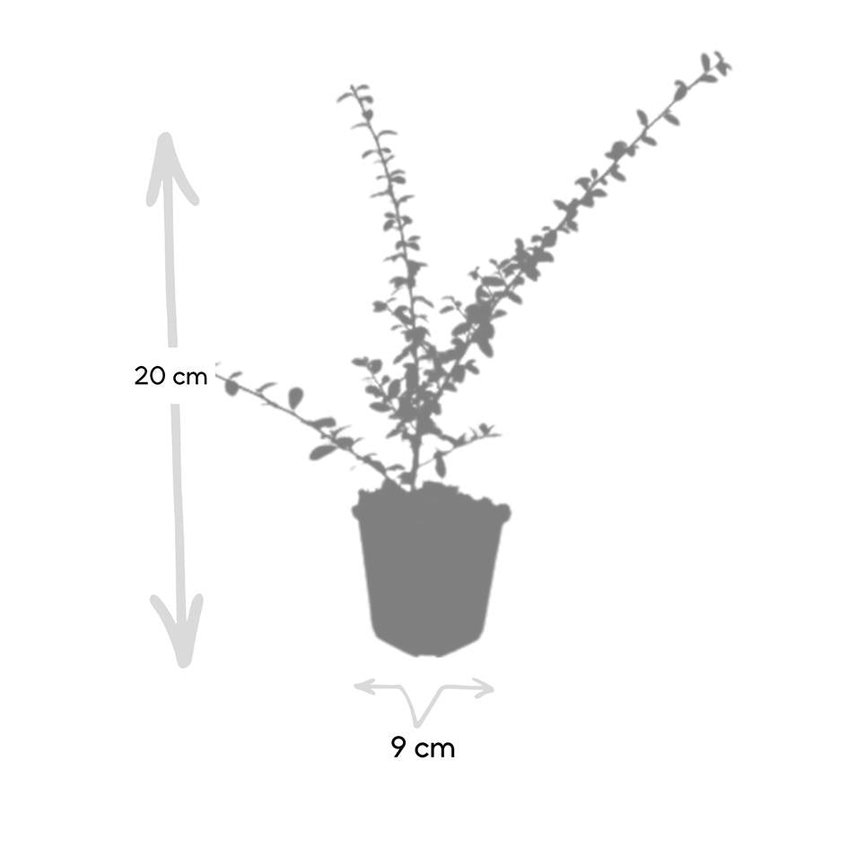 20x Cotoneaster 'Coral Beauty' von Pflanzfix24.de - ↕10-25cm - Ø9cm - Pflanzfix24.de