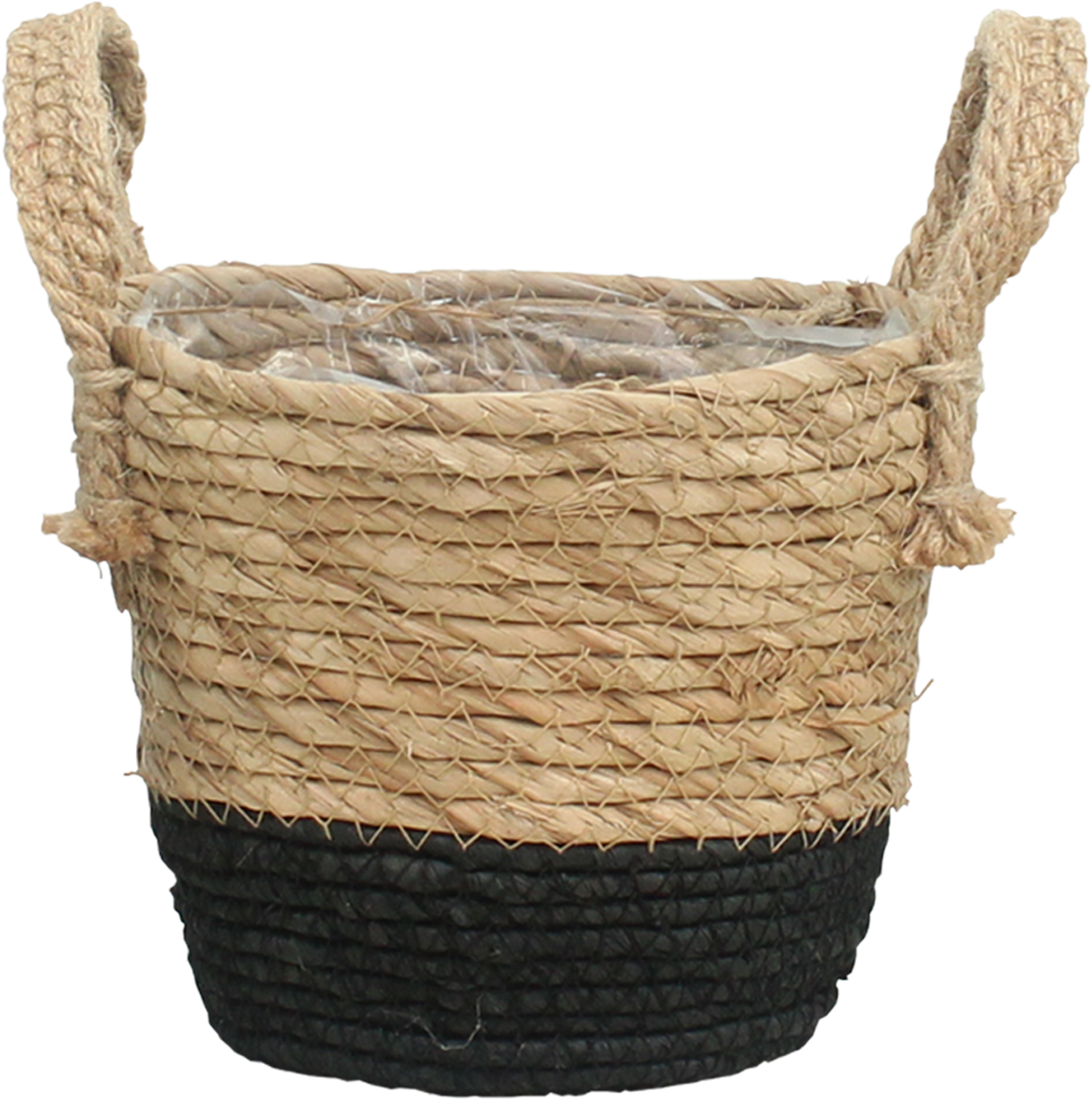 Mand Java - D20 von Pflanzfix24