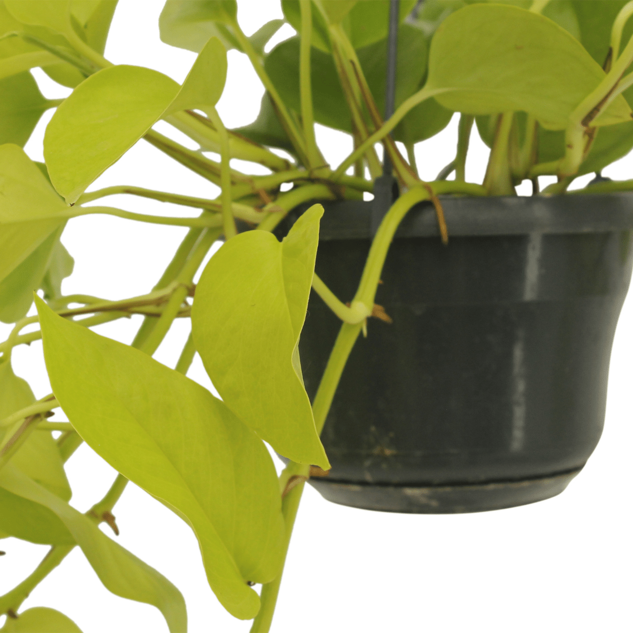 Epipremnum Golden Pothos (Scindapsus) - 2 Stücke - Pflanzfix24.de - Pflanzfix24.de
