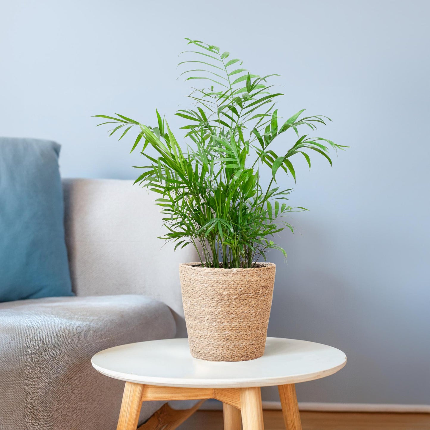 Chamaedorea Elegans mit Sofia-Korb natur - 55cm - Ø17 - Pflanzfix24