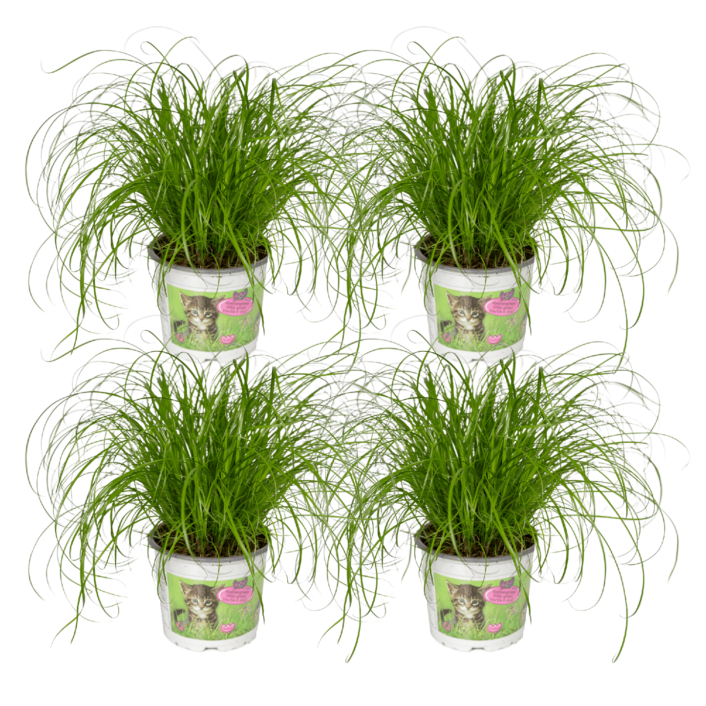 Cyperus Alternifolius (Katzengras) - 4 Stücke - Ø12cm - ↕20cm - Pflanzfix24.de - Pflanzfix24.de