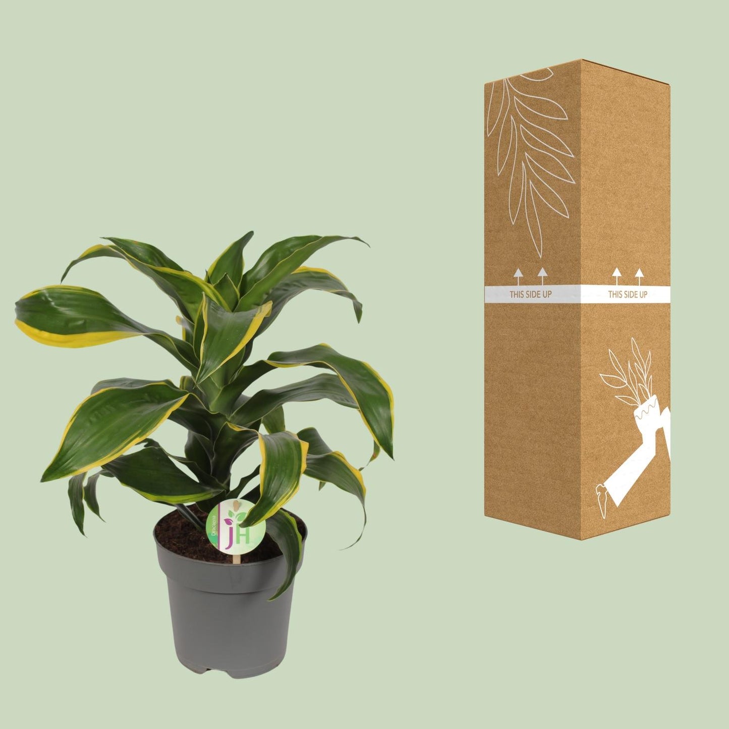 Dracaena Fragrans Grune gelb - Ø17cm - ↕40cm - Pflanzfix24