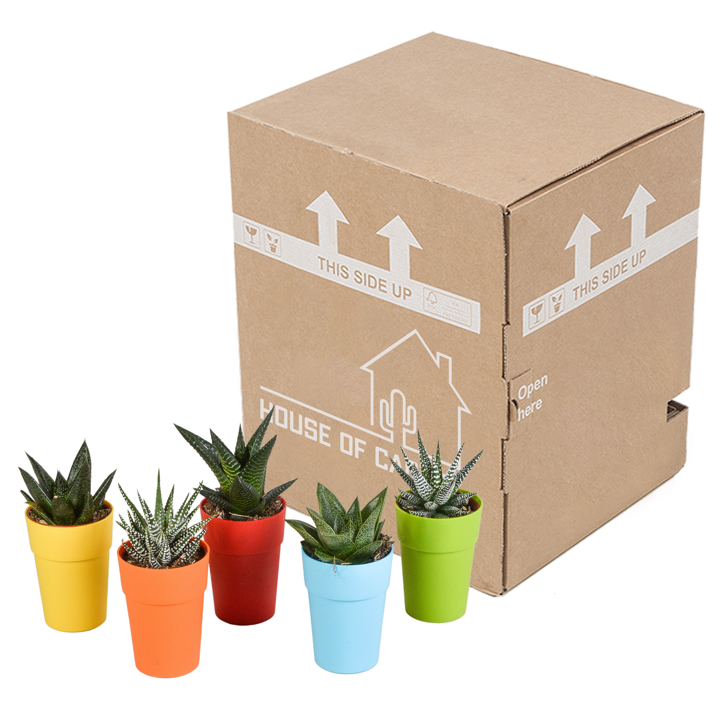 Gasteria/Haworthia-Mischung 5,5cm - 5x - in gekleurde plasticpot - Pflanzfix24.de - Pflanzfix24.de