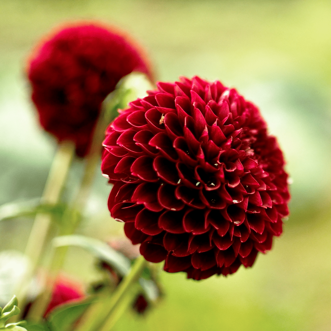 Dahlie Natal - Kugelrunde Blumen von Pflanzfix24.de - Pflanzfix24.de