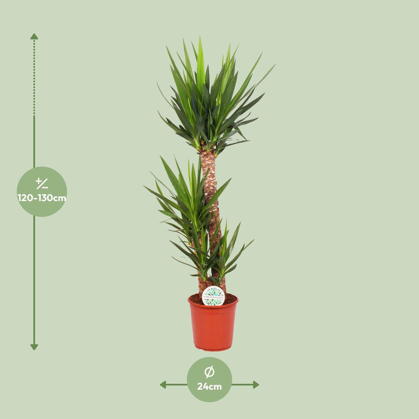 Yucca Elephantipes 125cm Ø24cm – Zimmerpflanze | Pflanzfix24.de - Pflanzfix24.de