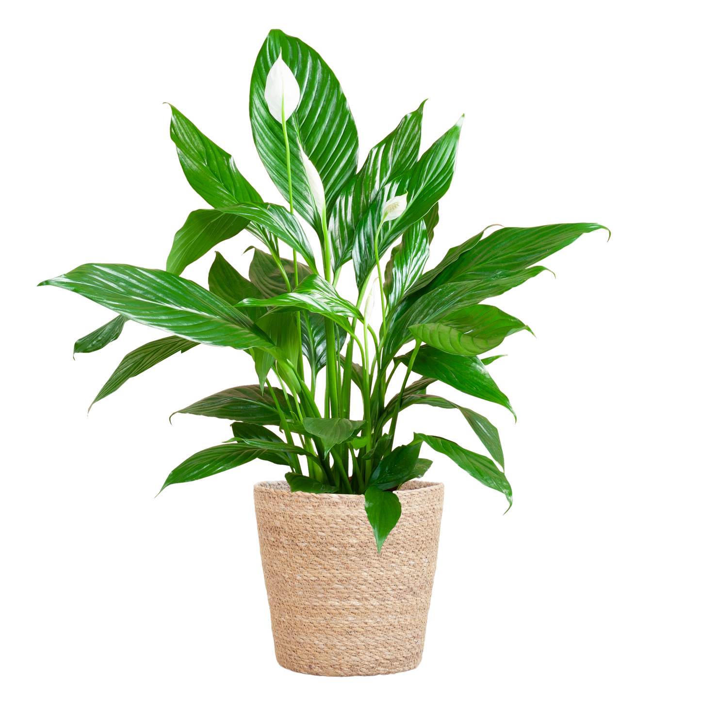 Spathiphyllum 80 cm mit Korb Sofia natur – Pflanzfix24.de - Pflanzfix24.de