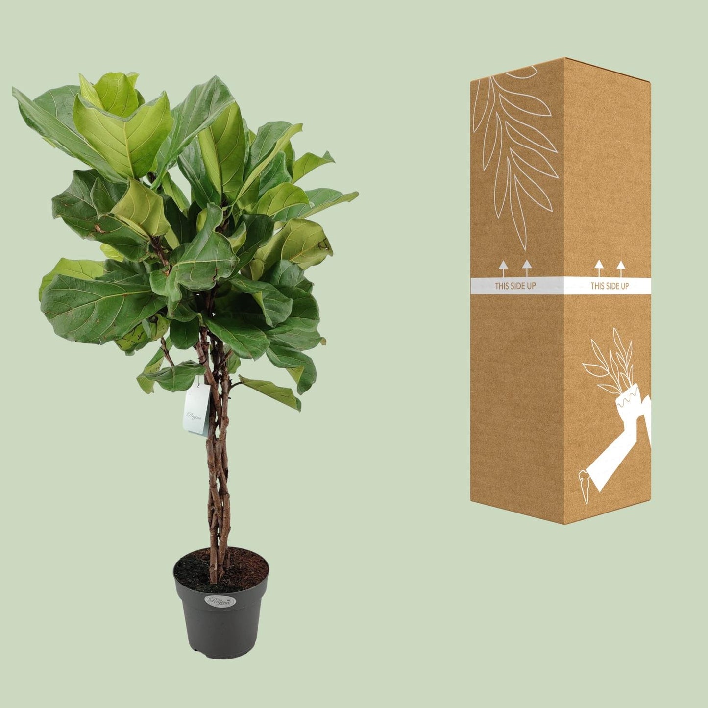 Ficus Lyrata Geflechtstamm - Ø24cm - ↕100cm - Pflanzfix24