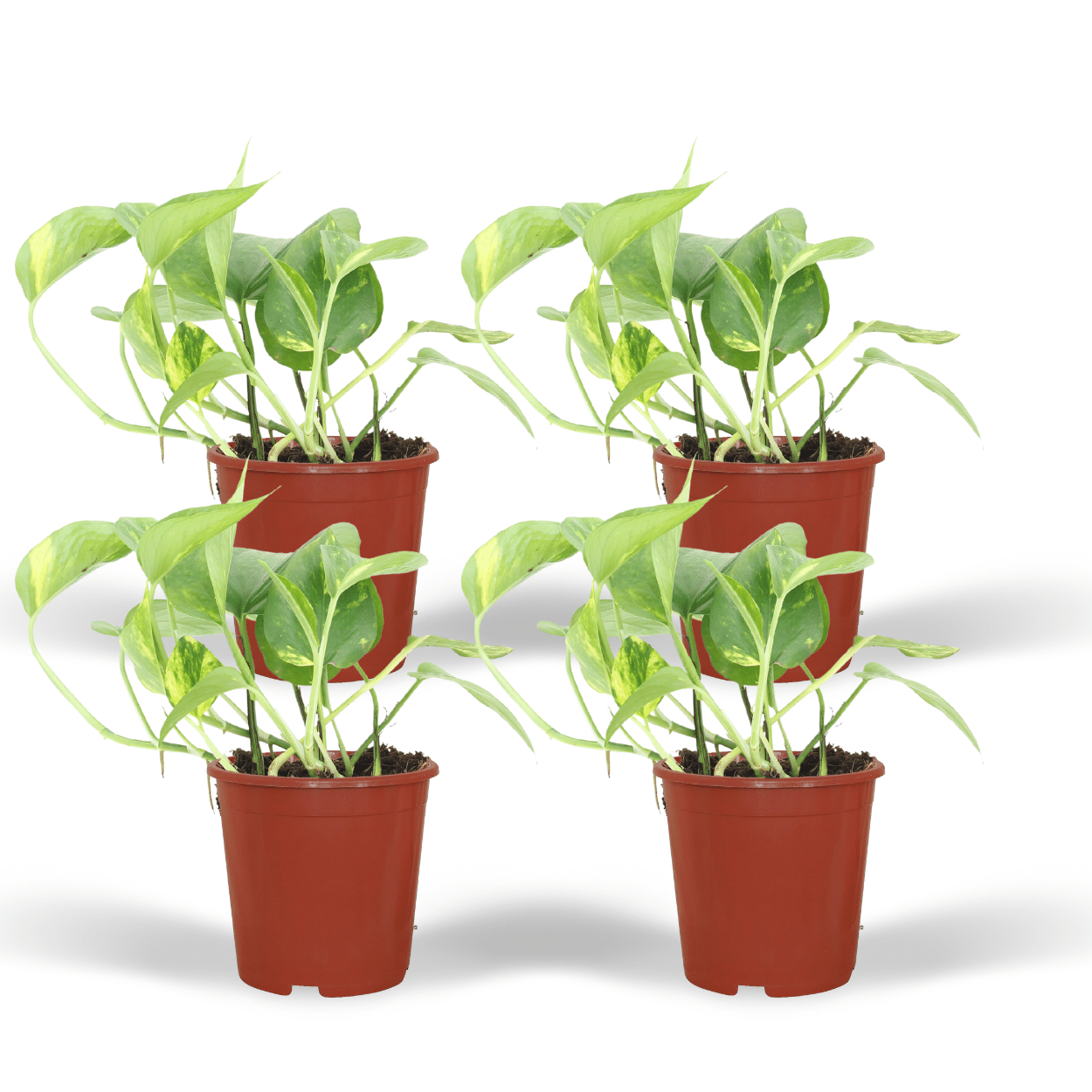 Epipremnum Aureum (Scindapsus) - 4 Stücke - Ø12cm - ↕20cm - Pflanzfix24.de - Pflanzfix24.de