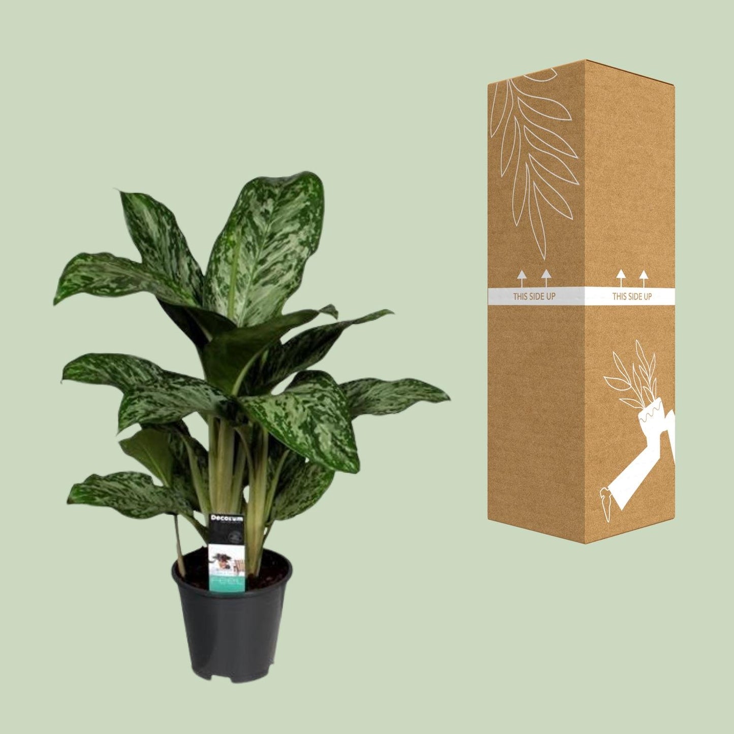 Aglaonema Greenlight (Decorum) - pflanzfix24