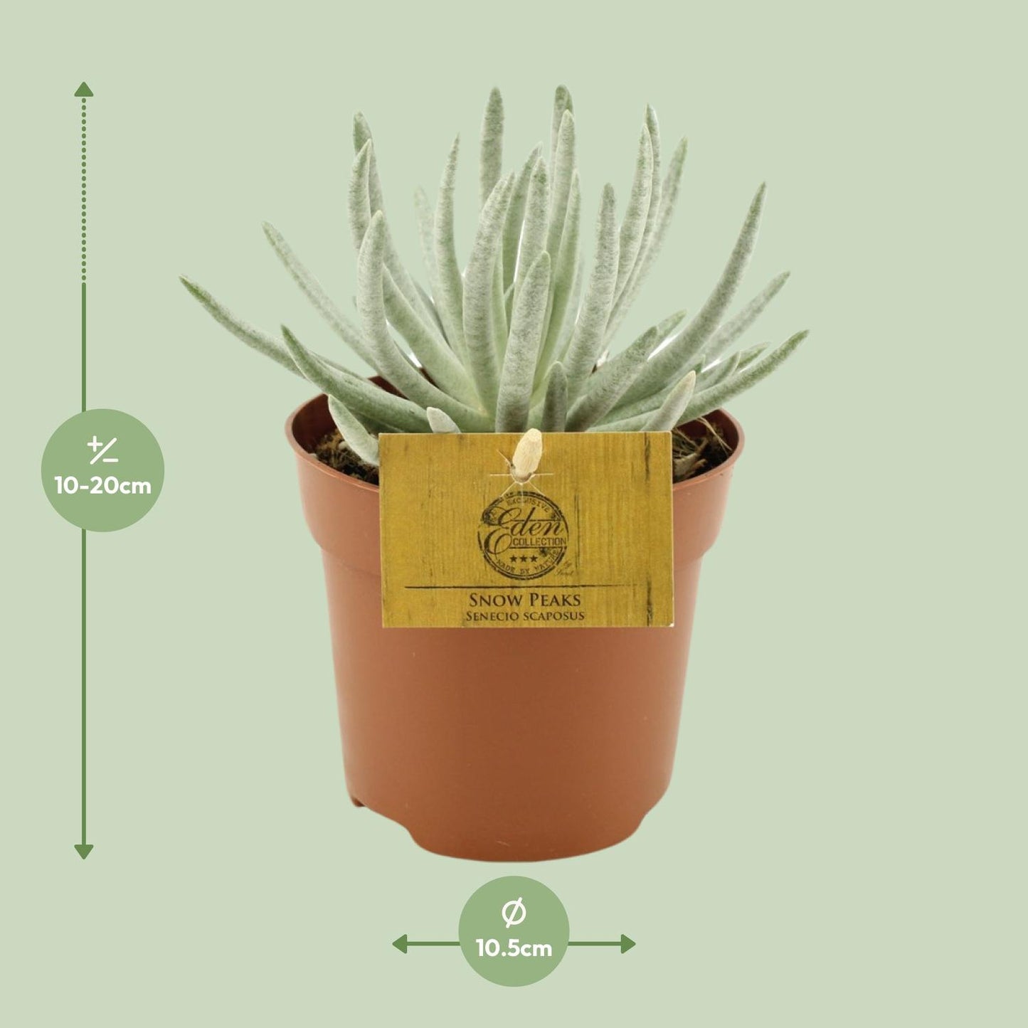 Senecio Scaposus Ø10,5 cm – pflegeleichte Cineraria | Pflanzfix24.de - Pflanzfix24.de
