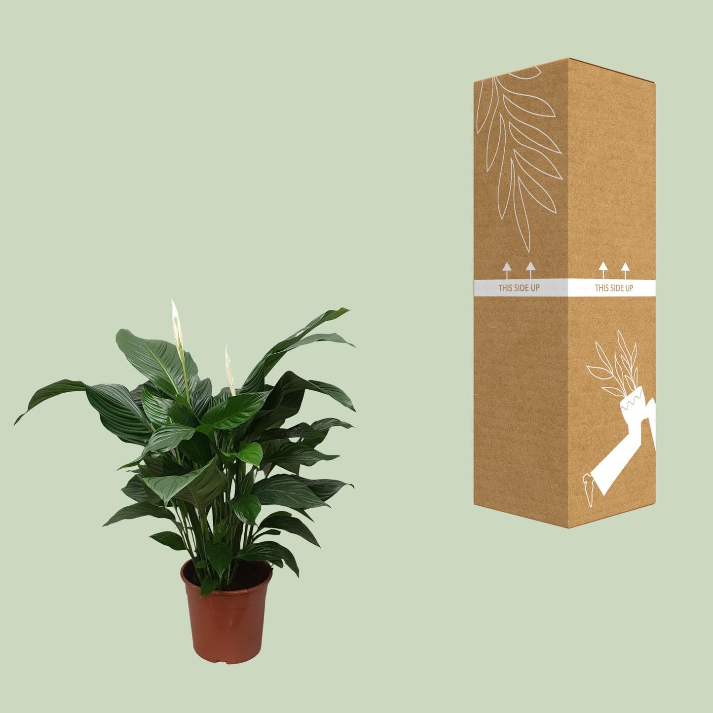 Spathiphyllum Sweet Silvana Ø24cm – elegante Friedenslilie | pflanzfix24.de - Pflanzfix24.de