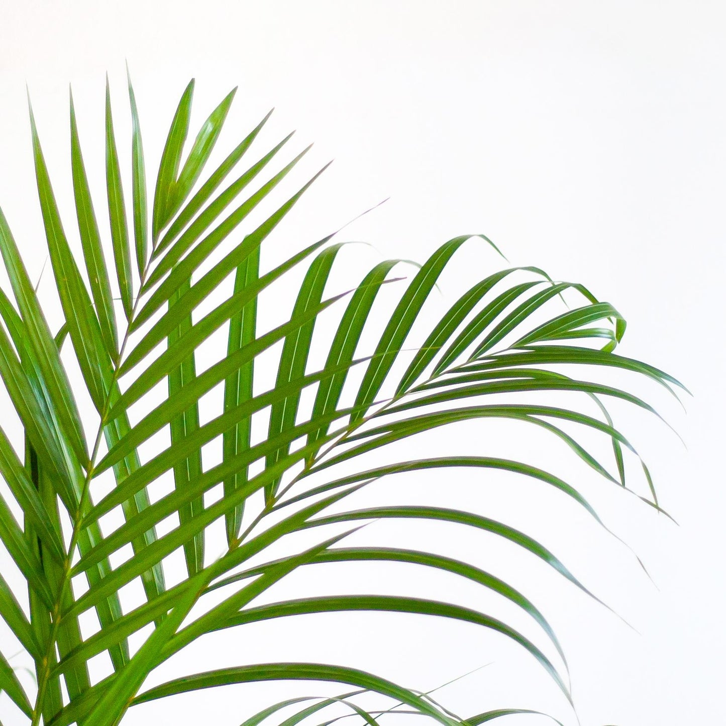 Areca Palm (Dypsis) mit Viber Weiß - 100cm - Ø21 - Pflanzfix24