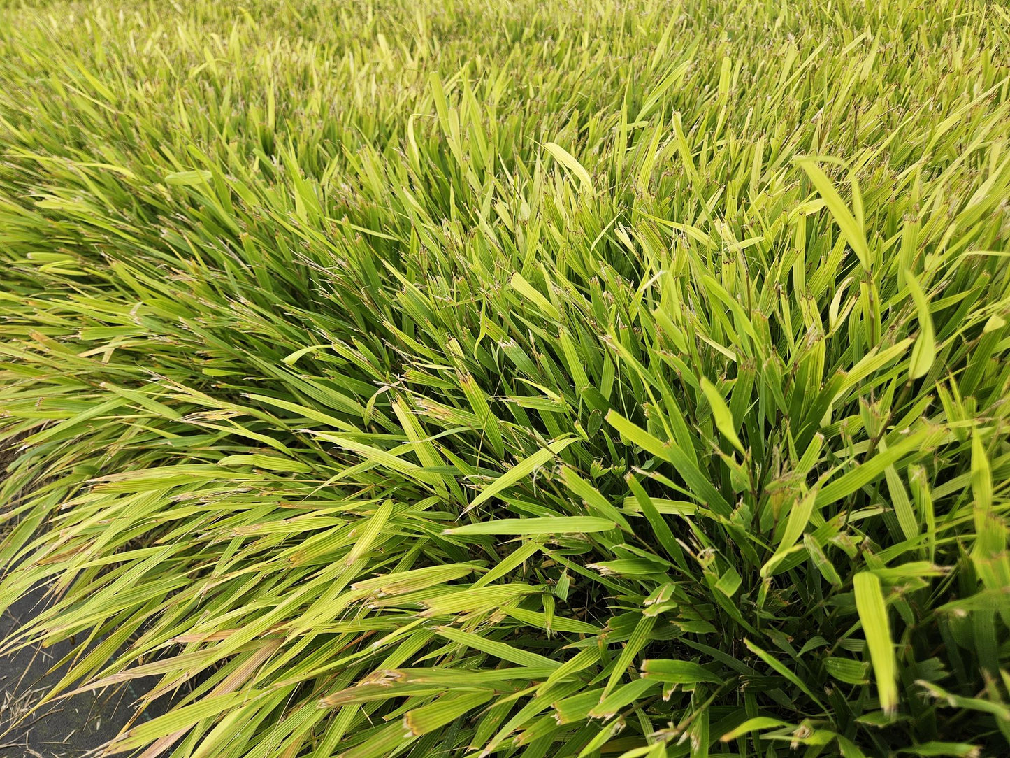 12x Hakonechloa macra – Japanisches Waldgras, winterhart | Pflanzfix24.de - Pflanzfix24.de